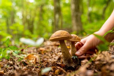 immagine raccolta funghi