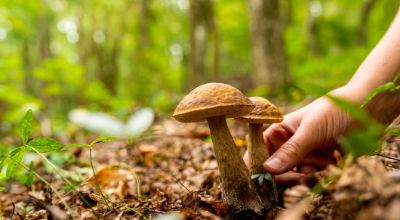immagine raccolta funghi
